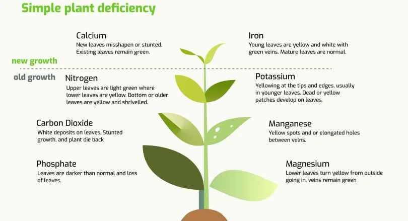 Management of agricultural produce respiration during storage and aspects of mineral root nutrition