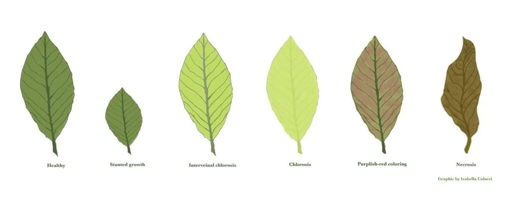 The role of mineral nutrients in the photosynthetic activity of plants