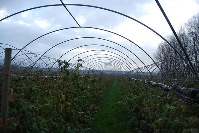 Fabrication and installation of collapsible portable film covers for vegetable crops