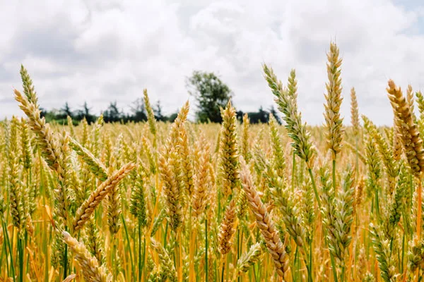 The application of bacterial fertilizers to increase the soil fertility of agricultural soils