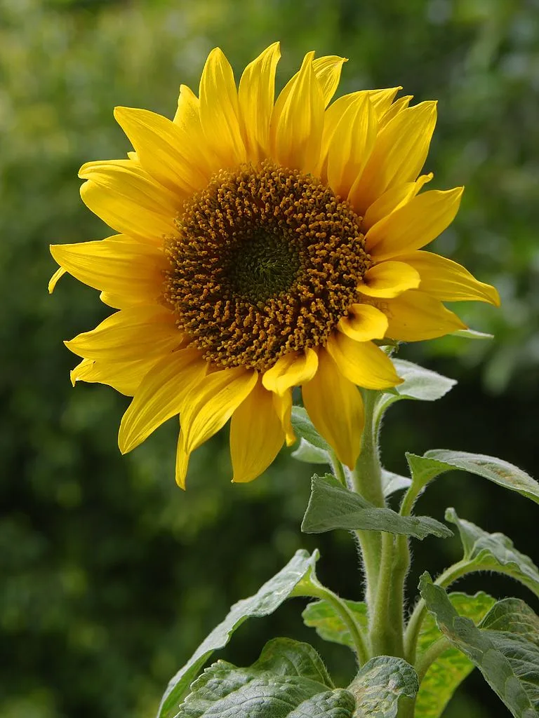 Protection technologies for mixed crops of maize and sunflower against weeds