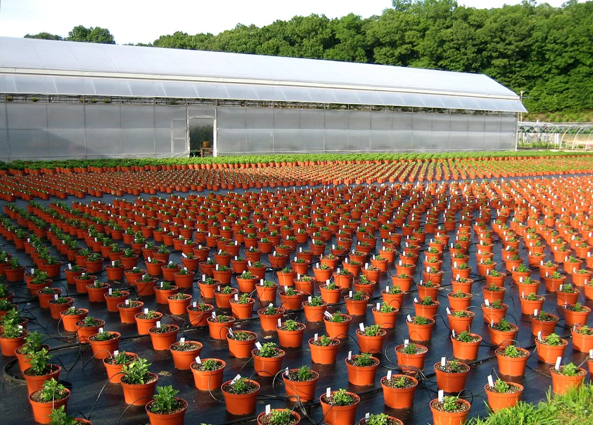 Diagnostics and plant protection of ornamental pot crops in a greenhouse