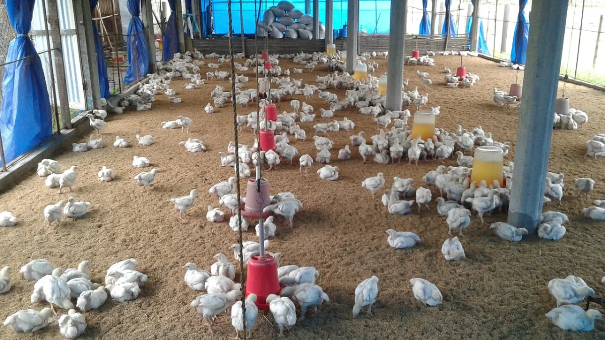 Assessment of exterior and body conformation of poultry for the selection of productive individuals