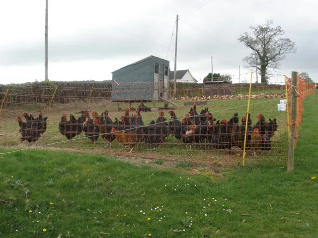 Classification of poultry breeds and characteristics of laying hens