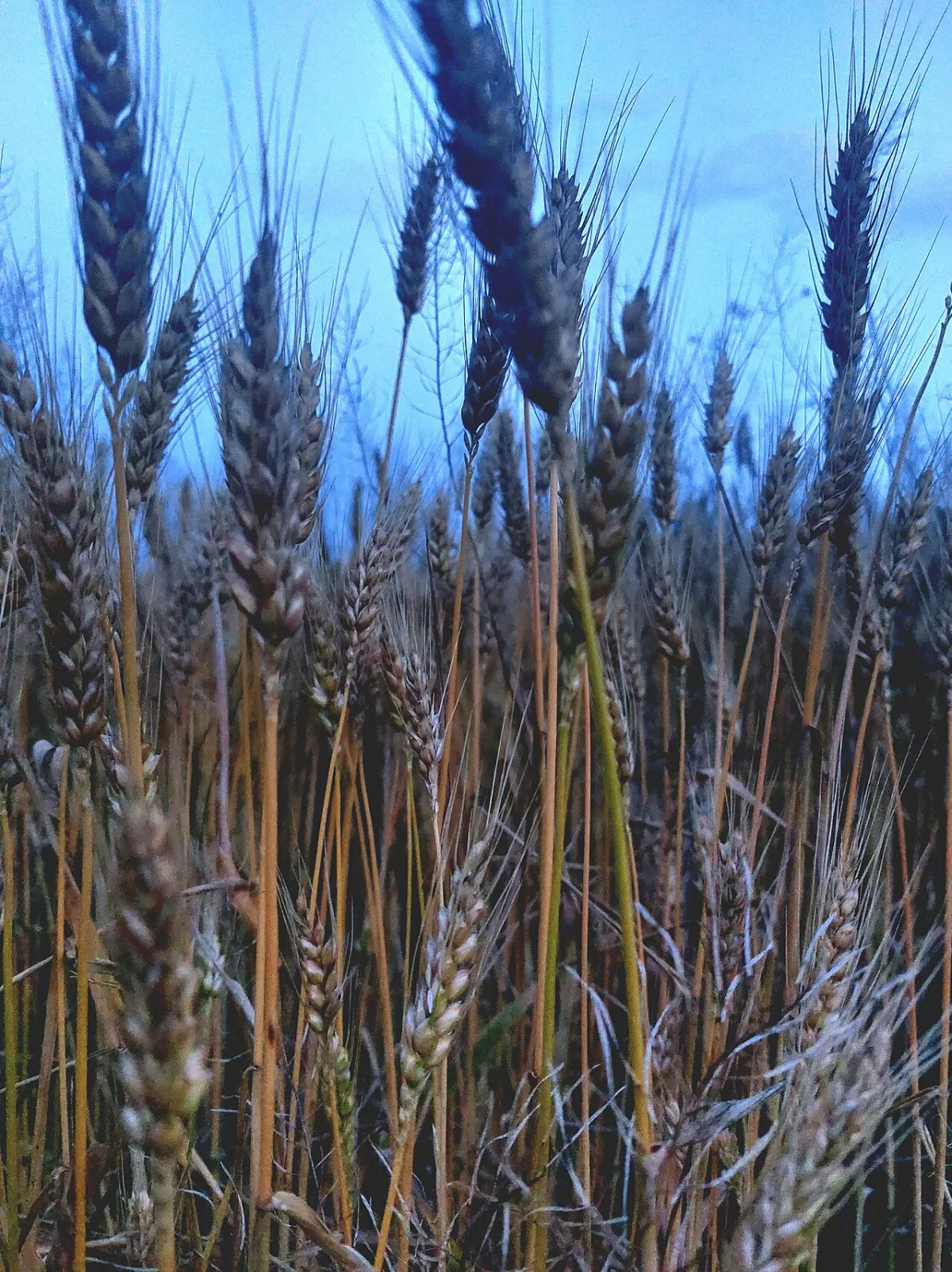 Organization of grain reception and batch formation at grain elevators