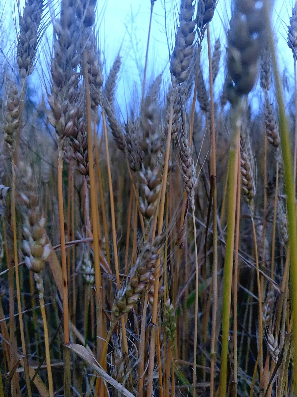Efficiency of fungicide application against ear diseases of spring wheat