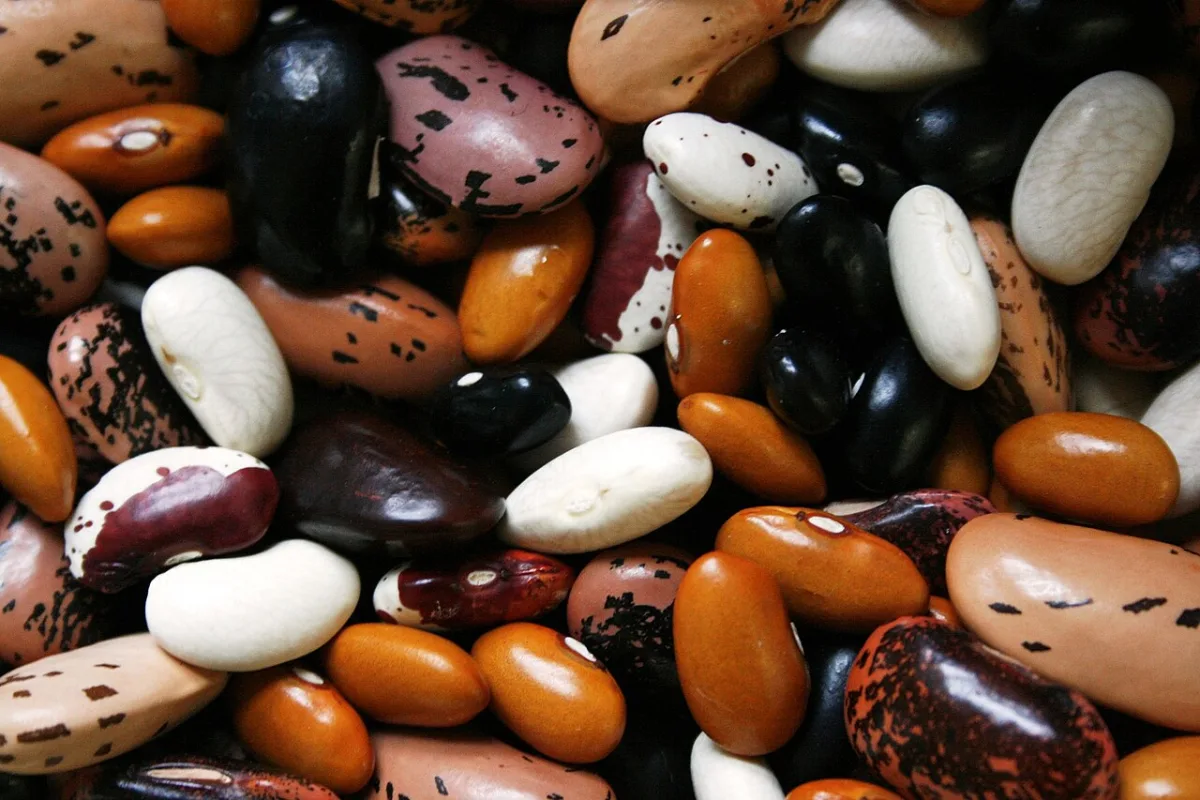 Classification and economic importance of cereals and grain legumes