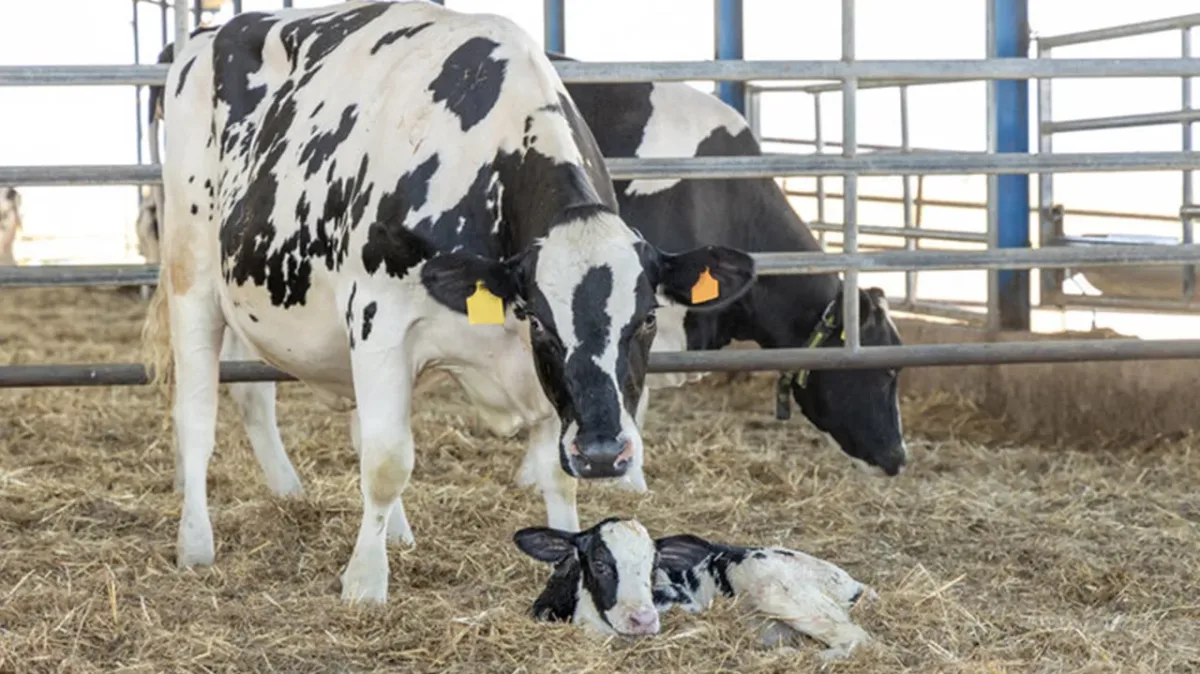 Методика оцінки молочної продуктивності та якості молока корів