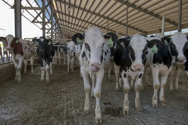 Exemplary feeding rations for lactating cows during different lactation periods