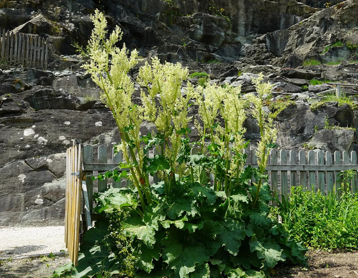 Cultivation and propagation of rhubarb in open field and protected soil