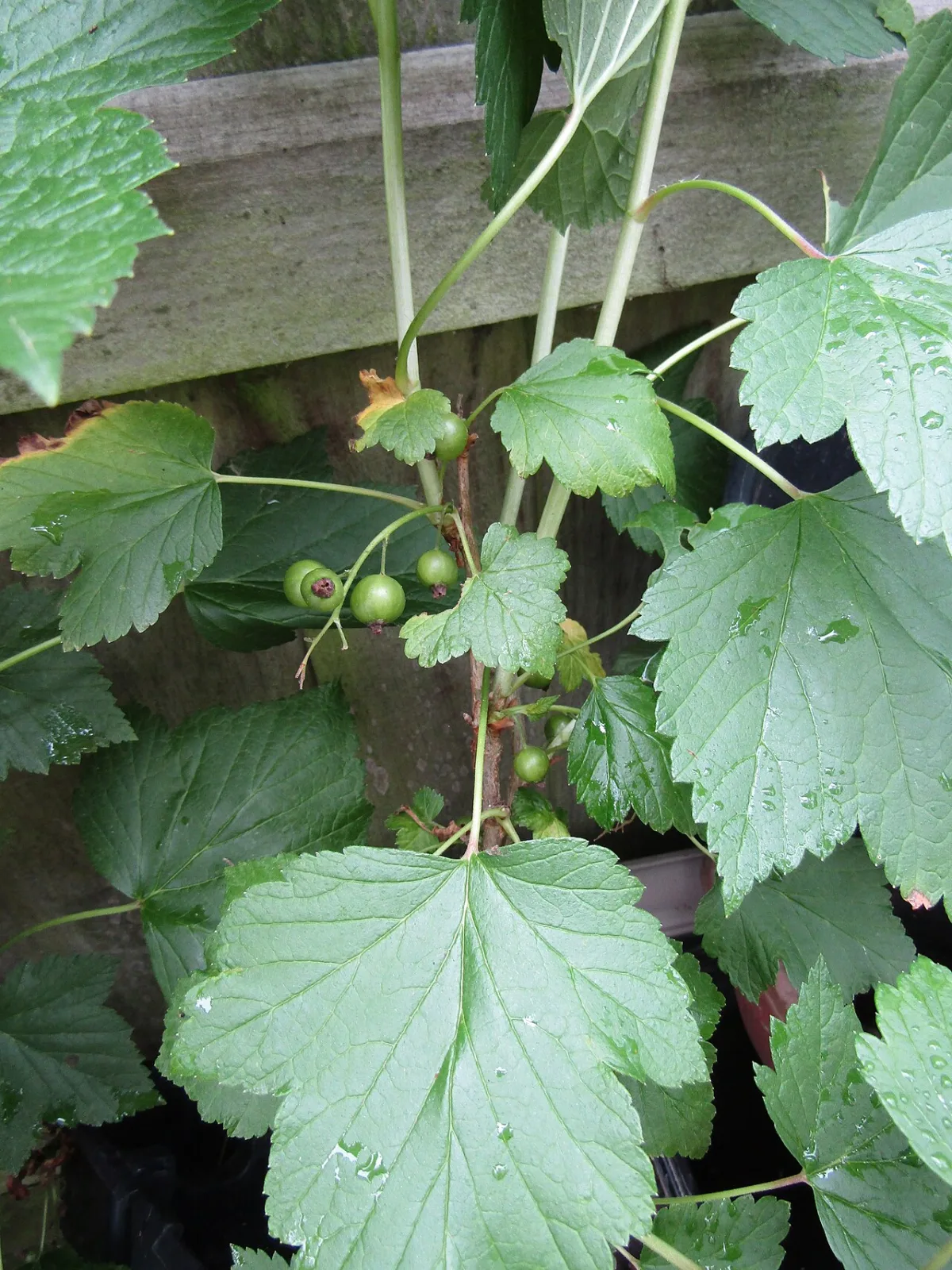 Environmentally safe plant protection of blackcurrant from pests using biological preparations