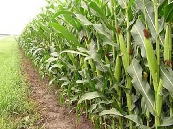 Technological foundations and methods of crop sowing