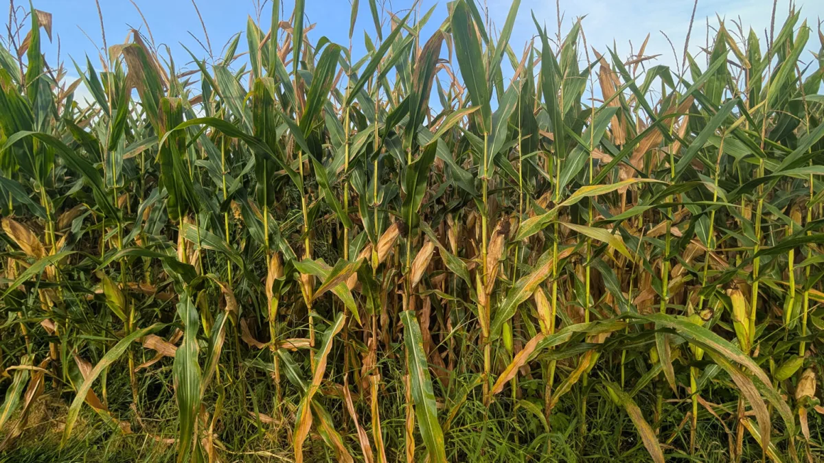 Specifics of soil preparation after row crops for spring crops