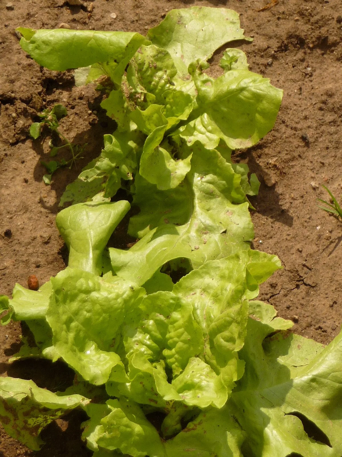 Sowing rates for seed and planting rates for transplants of vegetable crops