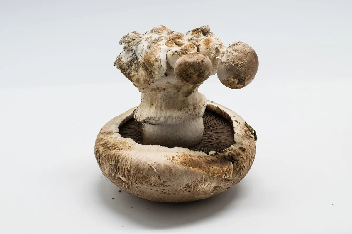 Mycogone disease and false truffle of mushrooms in cultivation