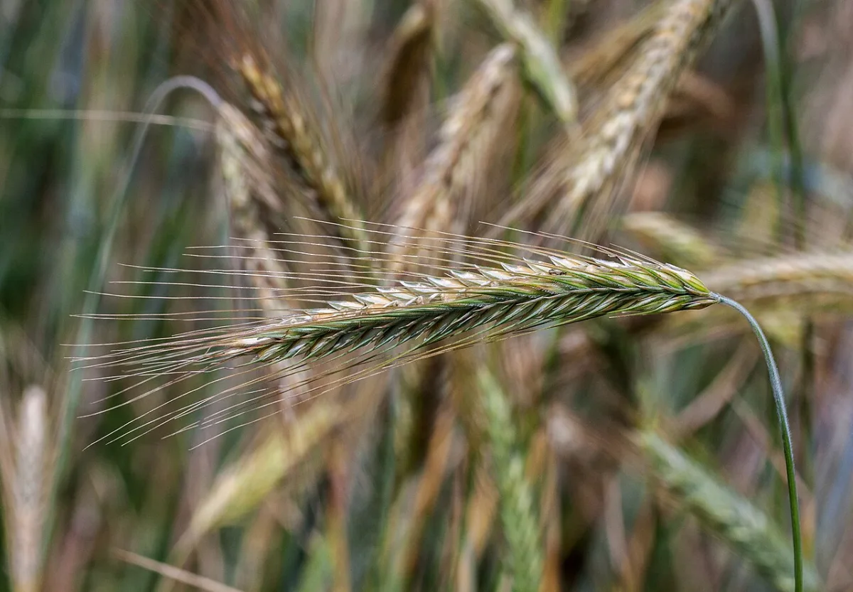 Economic importance and agrotechnical potential of winter rye