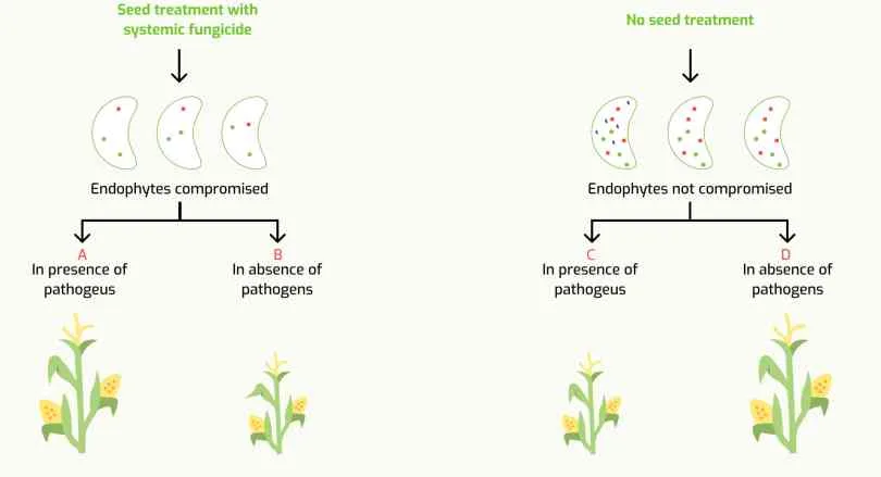 Pre-sowing seed preparation and stimulation of plant immunity