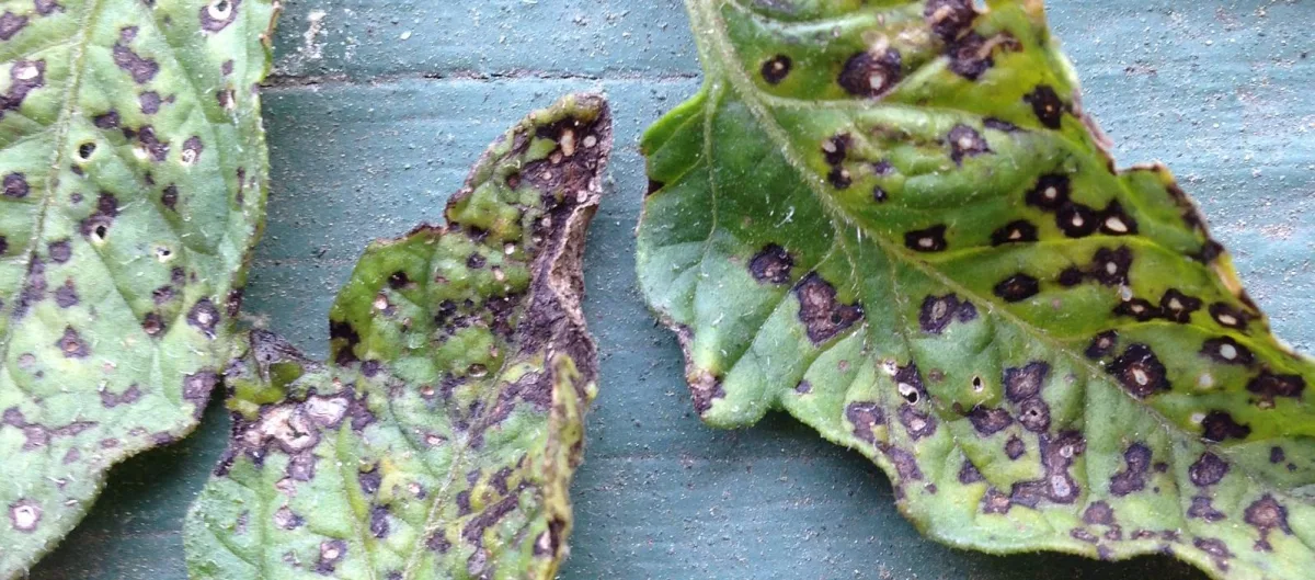 Strategies for managing pathogen resistance to fungicides in agronomy