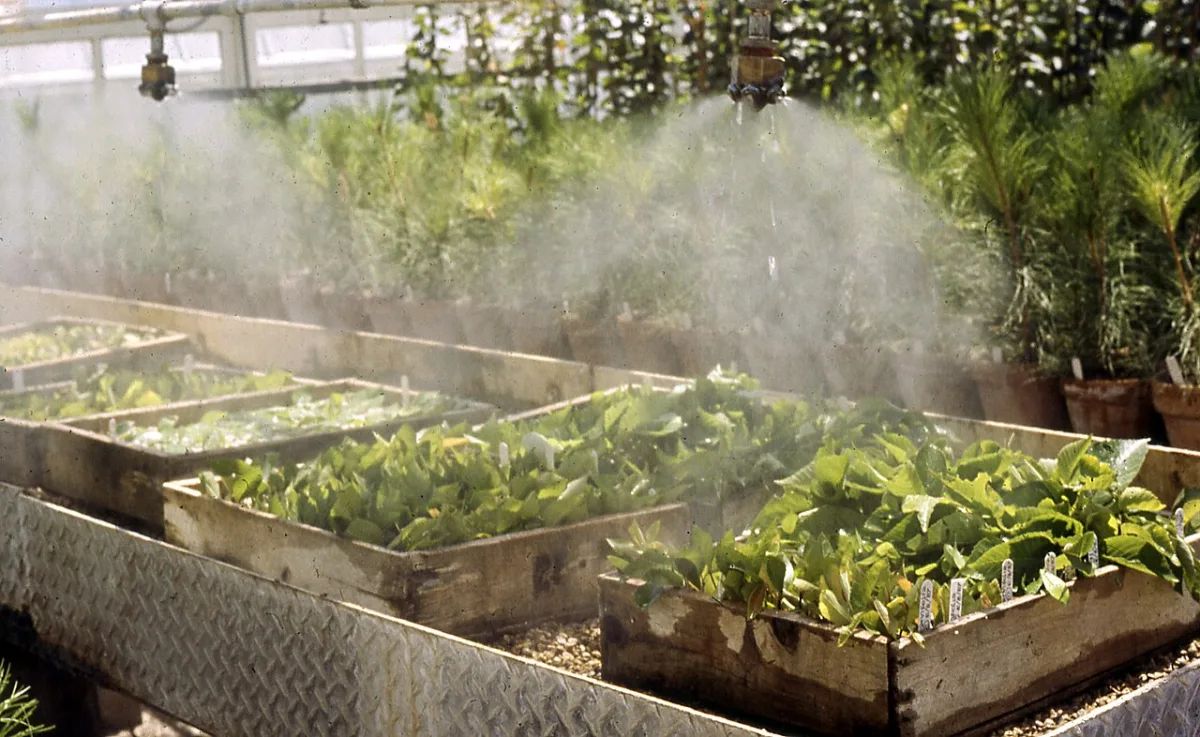 Artificial mist system installation for the propagation of plants using green cuttings