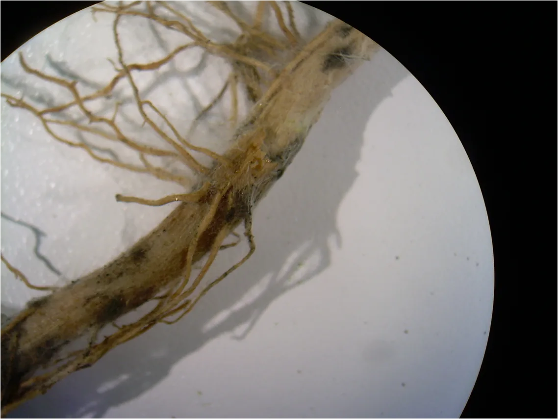 Tomato grafting methods for protection against soil-borne pathogens
