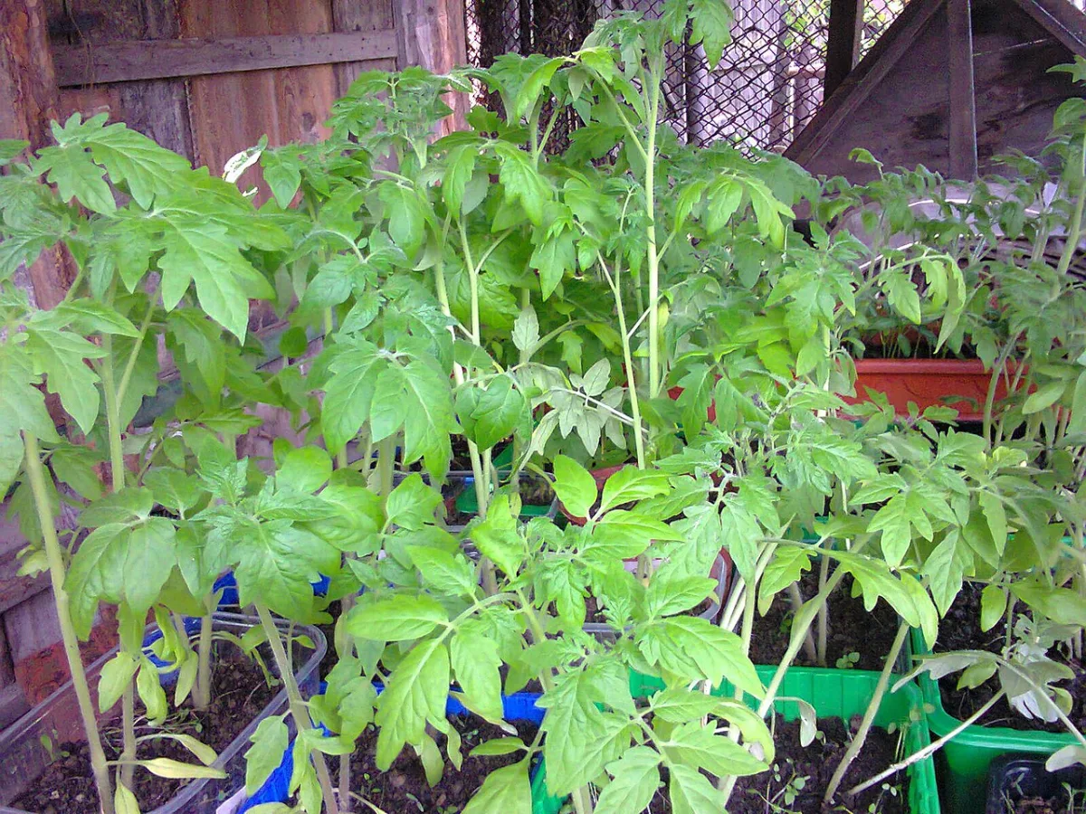 Agrotechnics for growing high-quality tomato seedlings in hotbeds