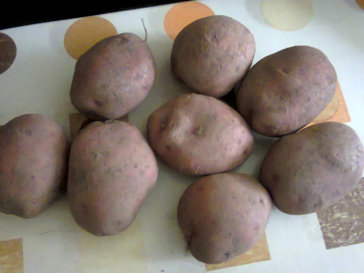 The effect of scab on potato tuber storage quality