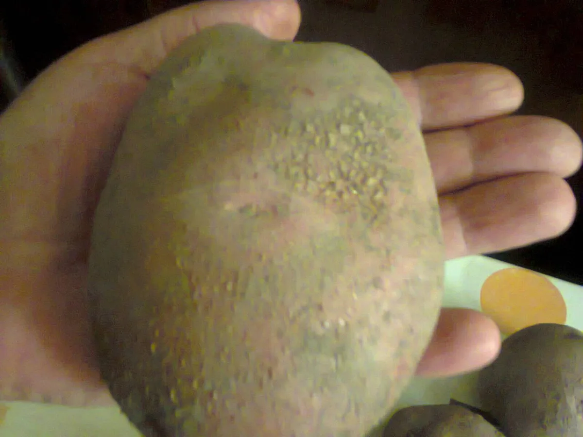 The effect of mineral fertilizer application on starch accumulation in potato tubers