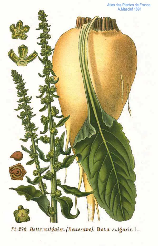 Биологические особенности и агроклиматические условия выращивания кормовой свеклы
