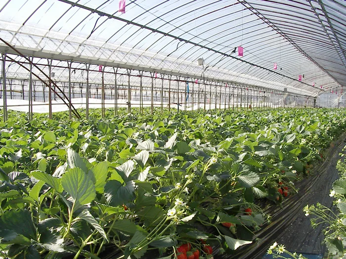Solar energy accumulation in greenhouse and residential structures