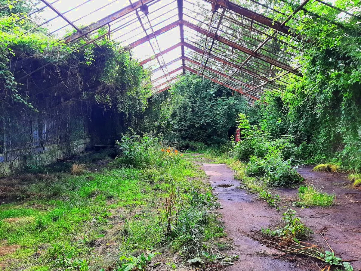 Construction of a sturdy greenhouse using metal drywall profiles