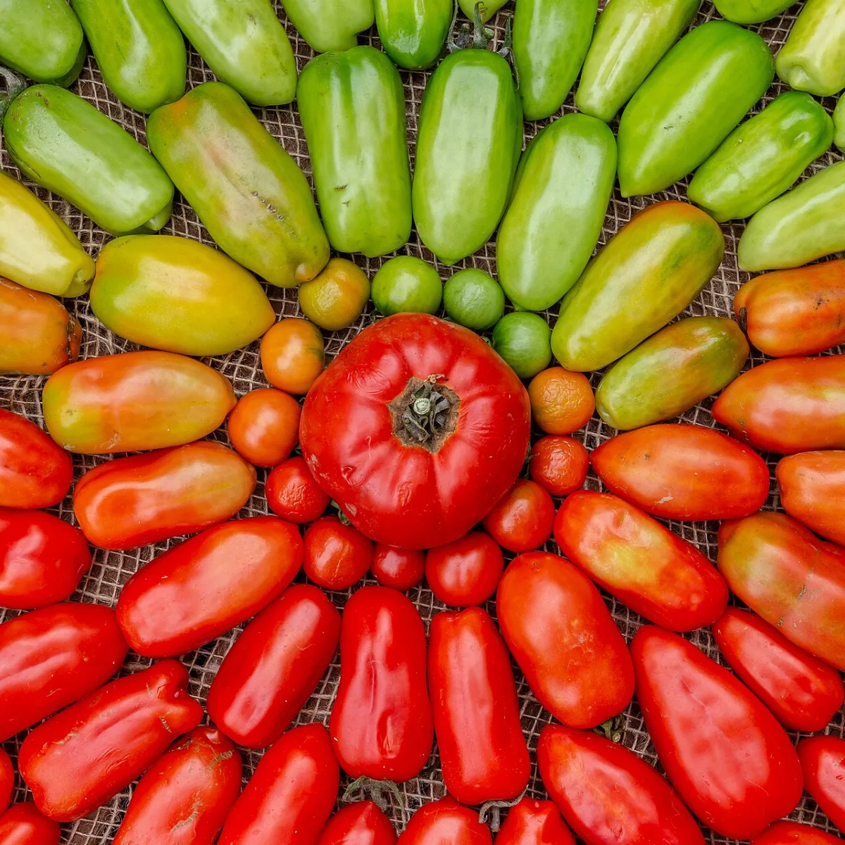 Principles of plant compatibility and seed sowing of tomatoes in a greenhouse
