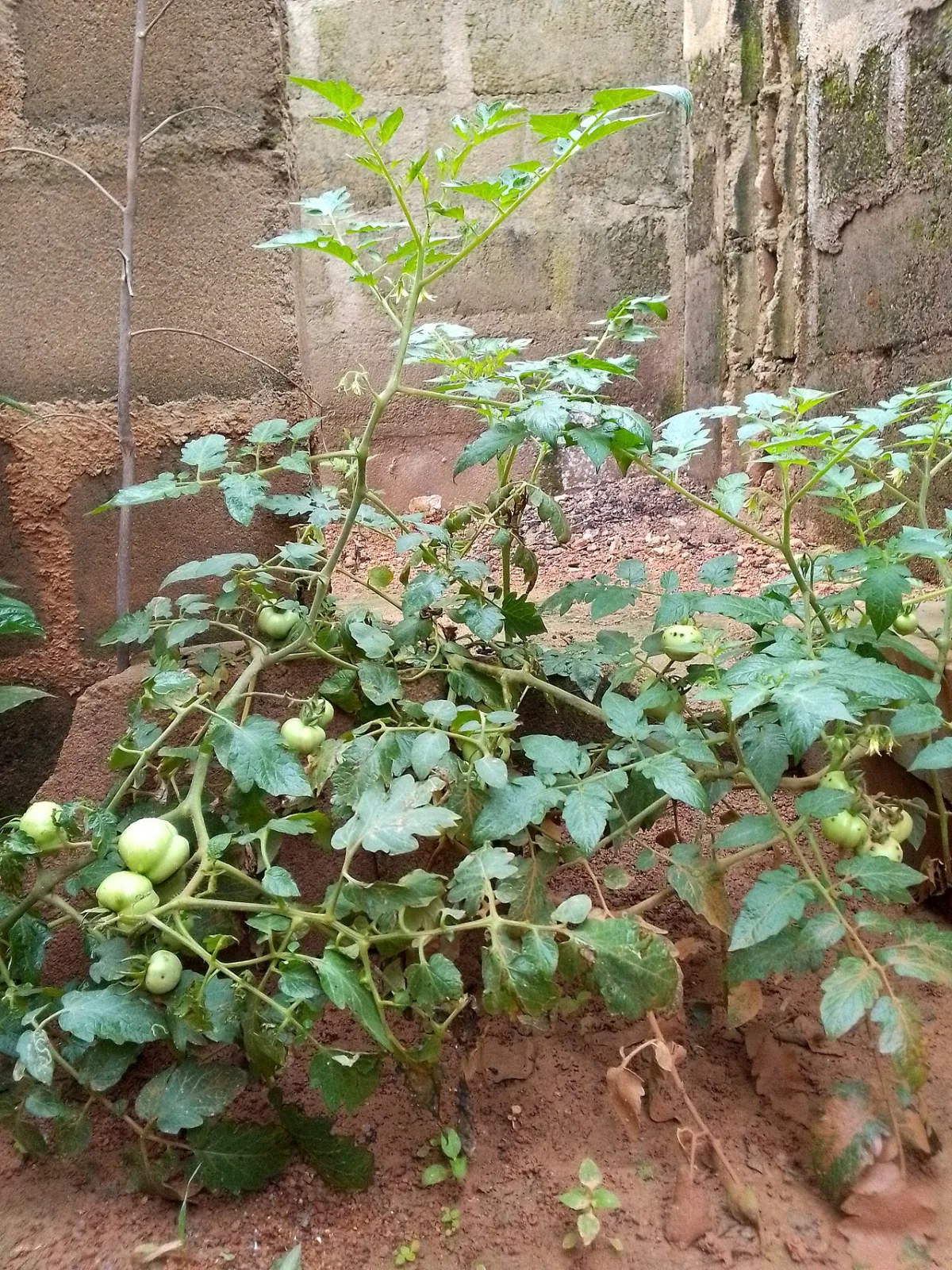 Greenhouse tomato cultivation: cultivar selection and yield