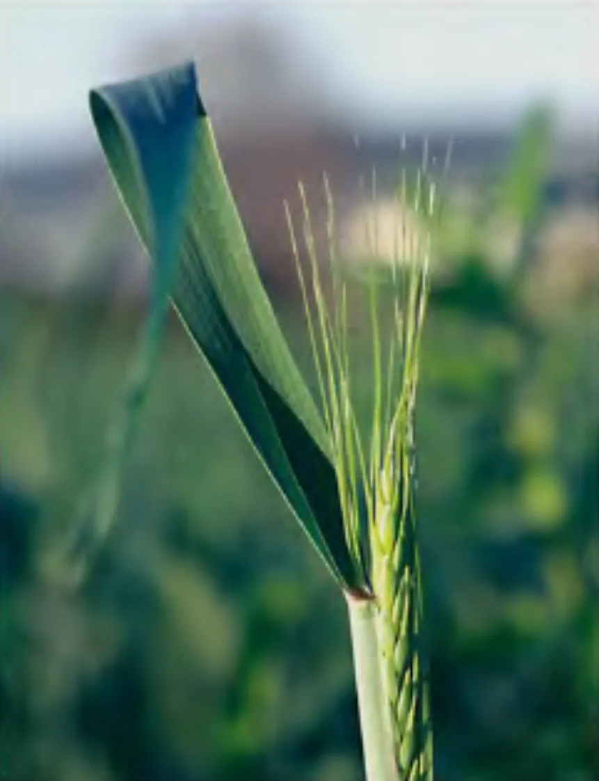 Species composition of Fusarium root rot of spring triticale and the influence of climate