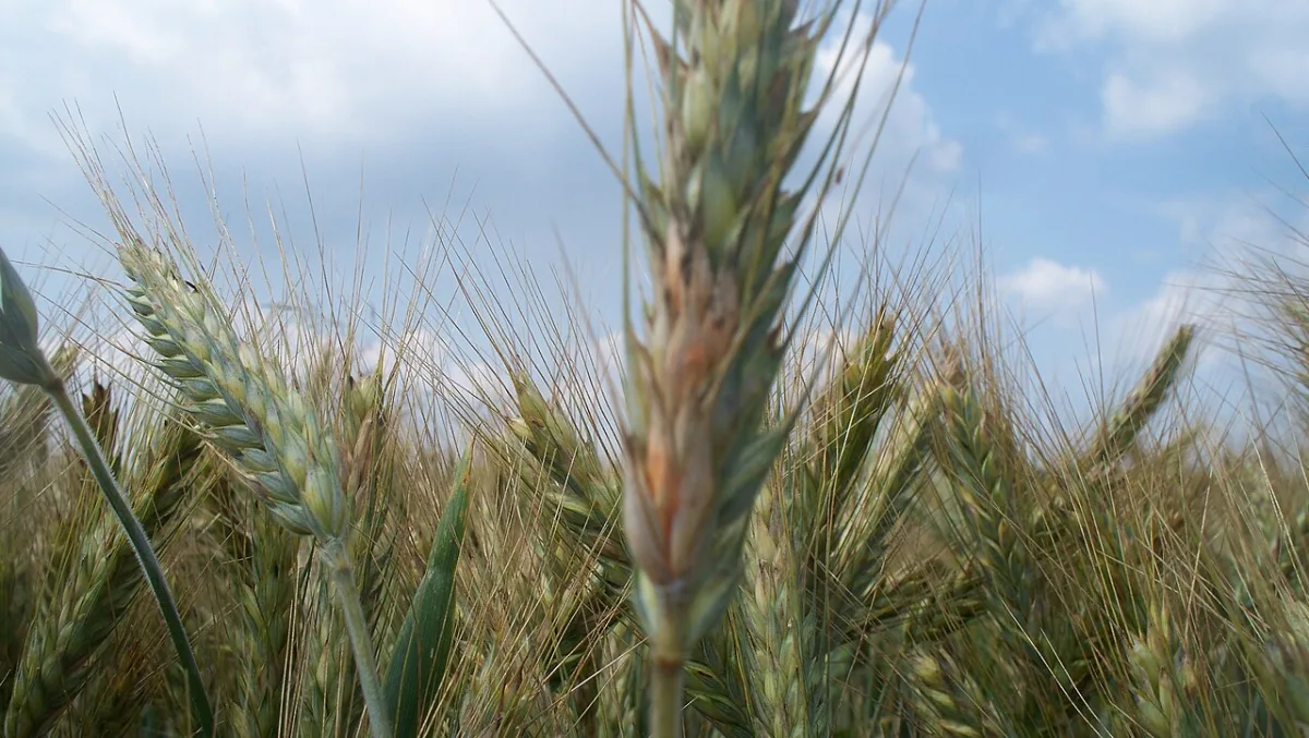 Economic importance and agronomic features of the triticale crop