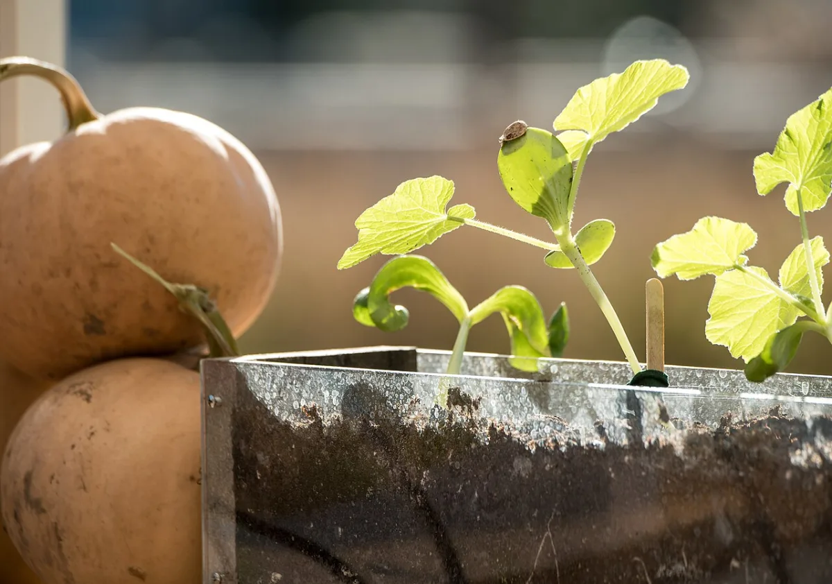 Rules for growing high-quality vegetable transplants in a greenhouse