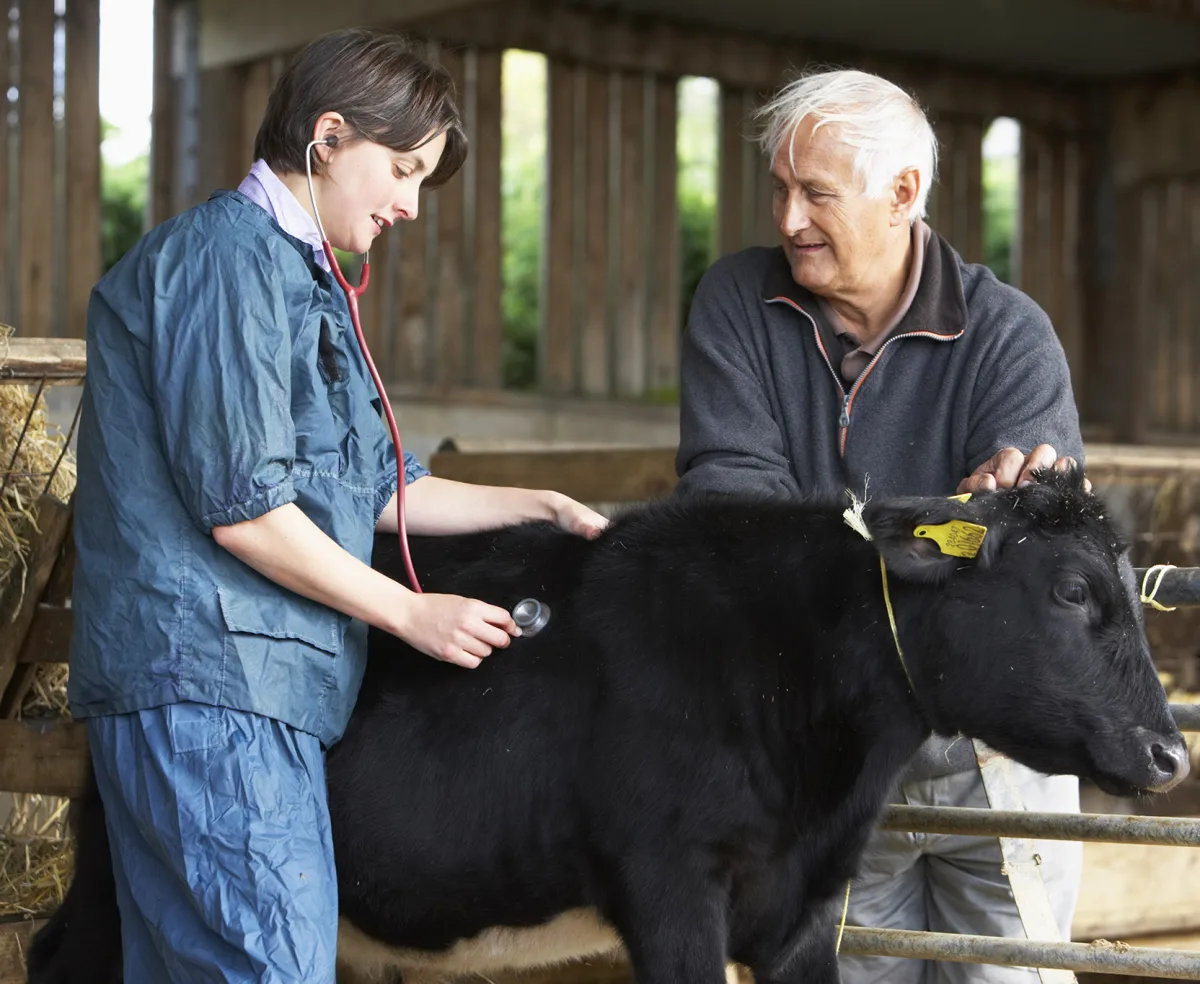 Castration and sterilization of livestock animals and pets