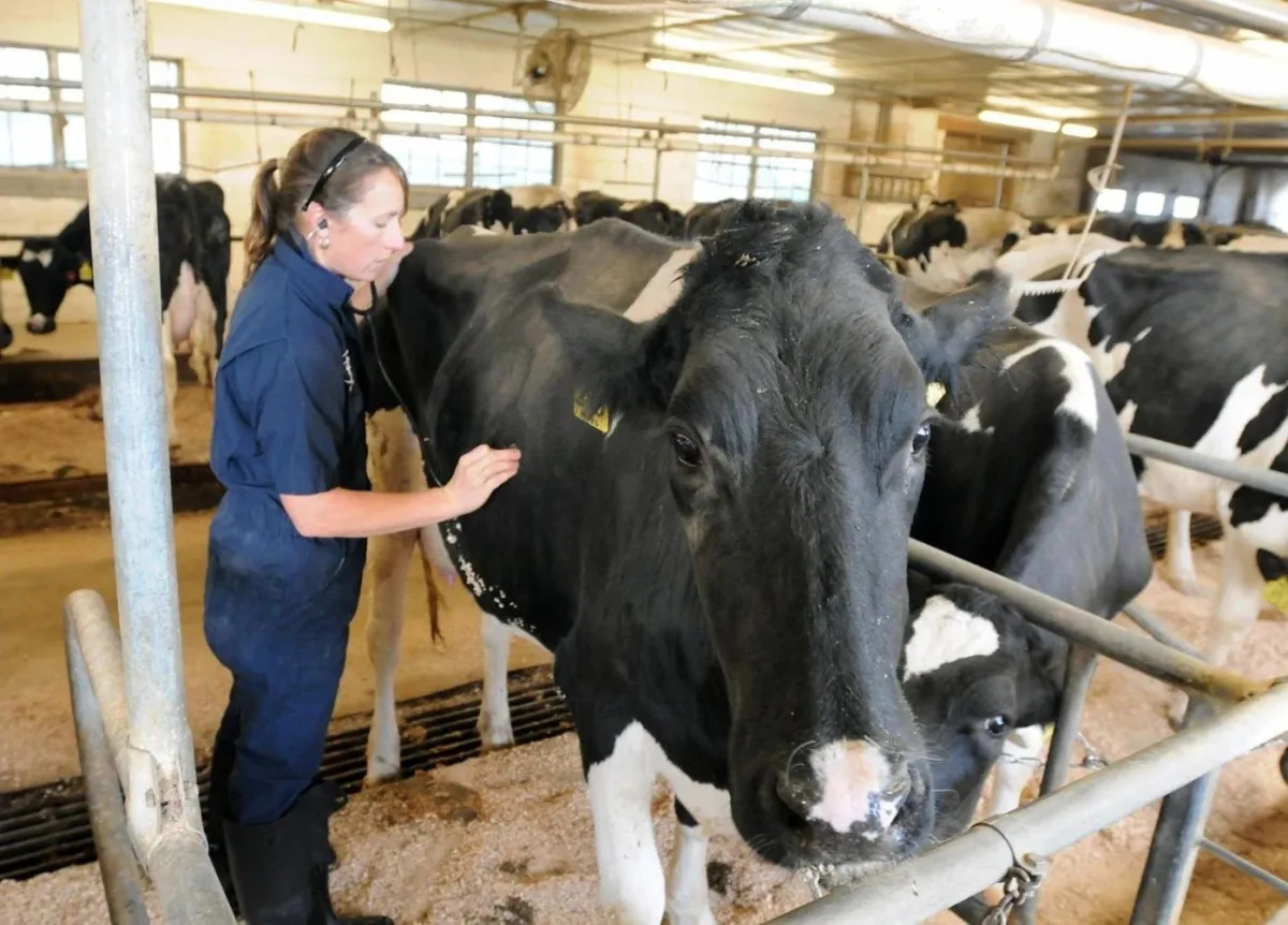 Classification and intended use of veterinary instruments for operations and examinations