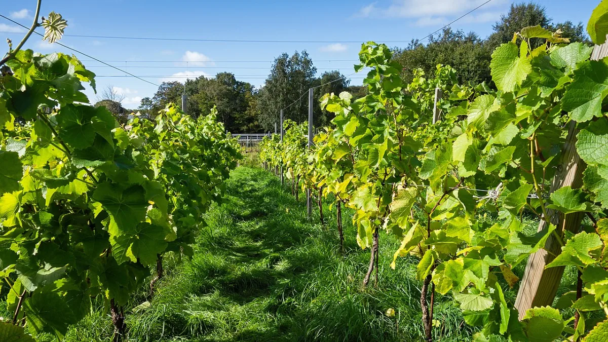 The role and biological characteristics of the grape leaf apparatus