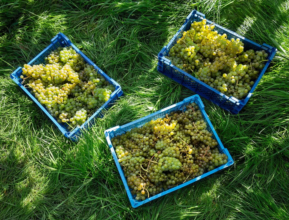 Environmental factors and management of vineyard productivity