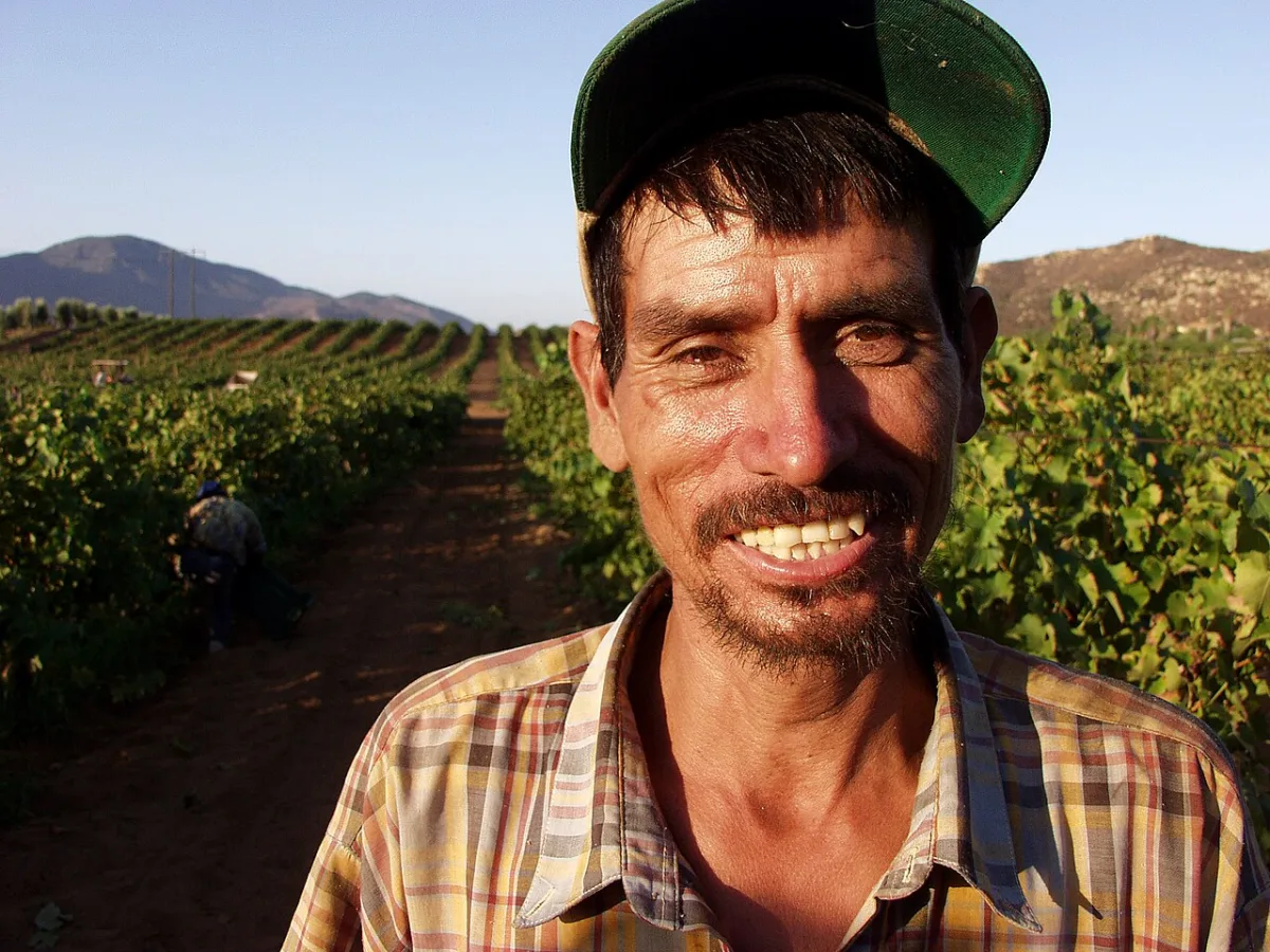 Technologies for development and plant protection of sloping lands for commercial vineyards