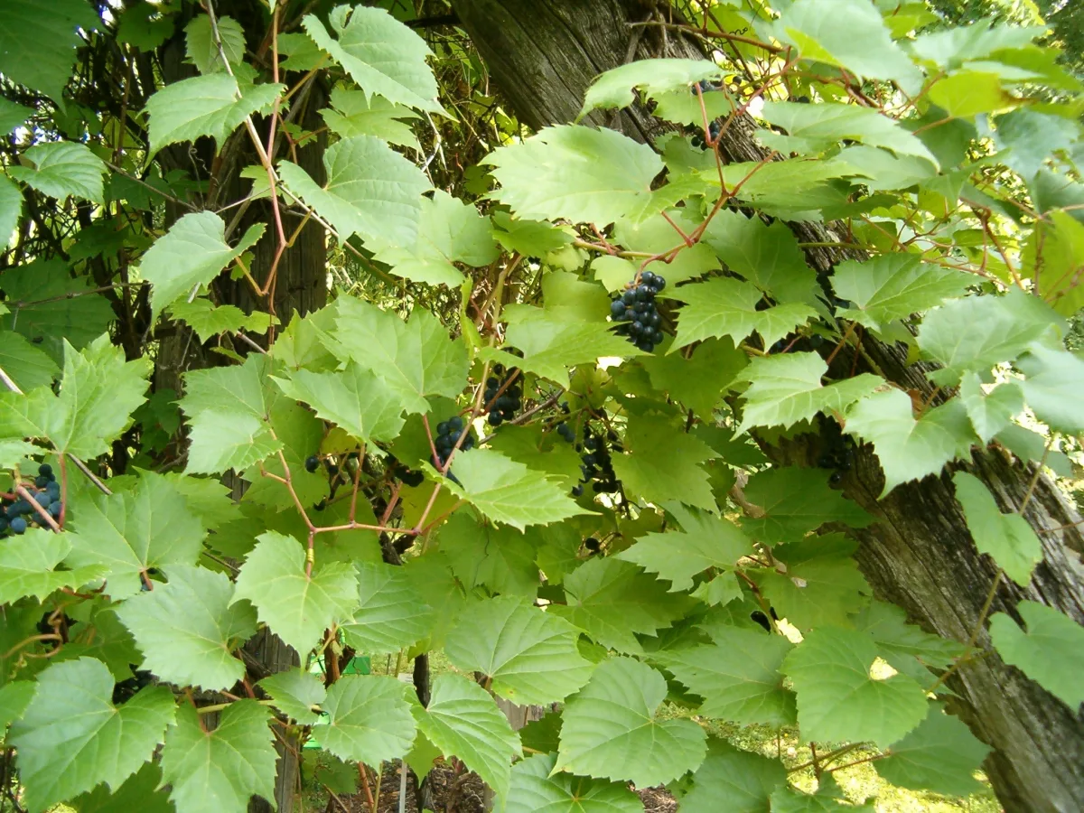 Technology of rootstock selection and production of grafted nursery plants of grapes