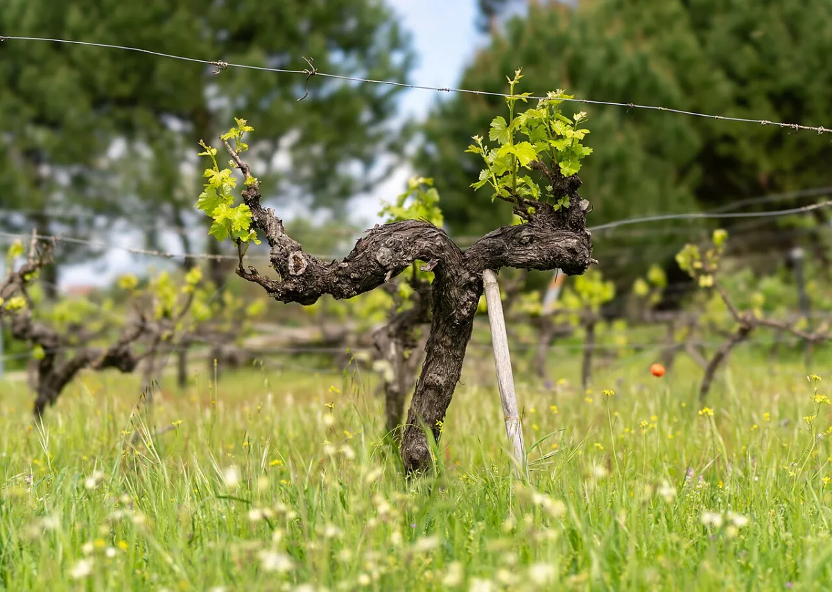 Renewal of soil tillage by deep loosening of vineyard inter-rows