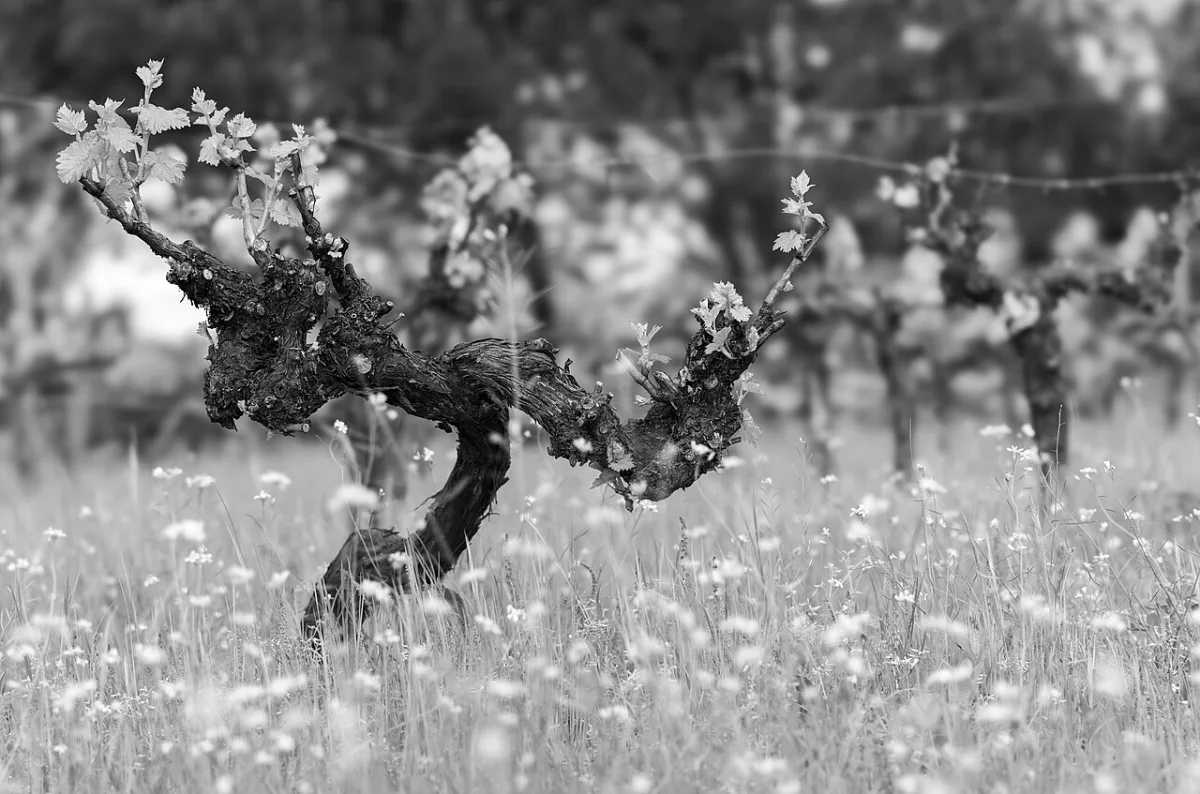 Technology of trench tillage for vineyard establishment