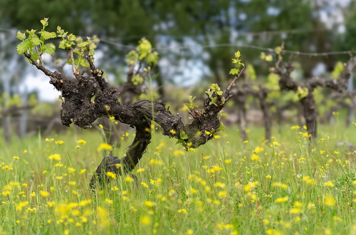 Subsurface irrigation as a highly efficient method of vineyard irrigation