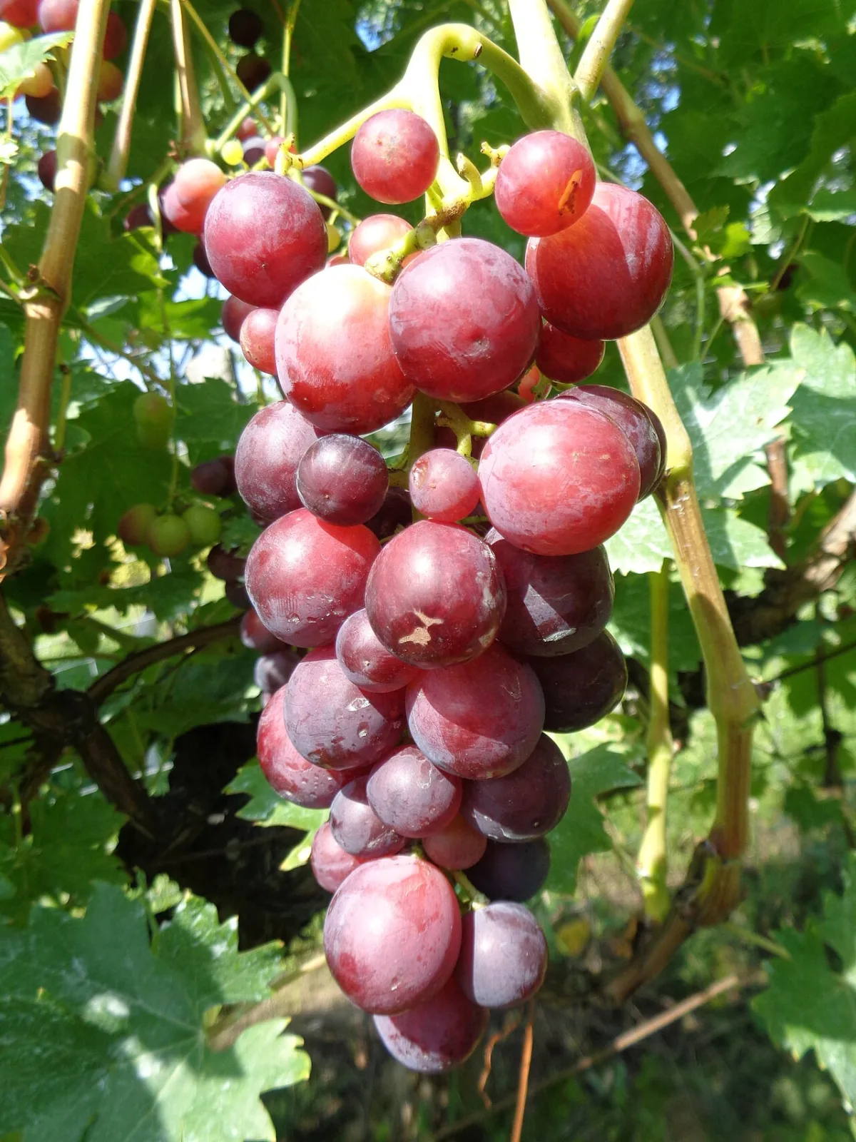 Quality requirements and specific features of table grape production