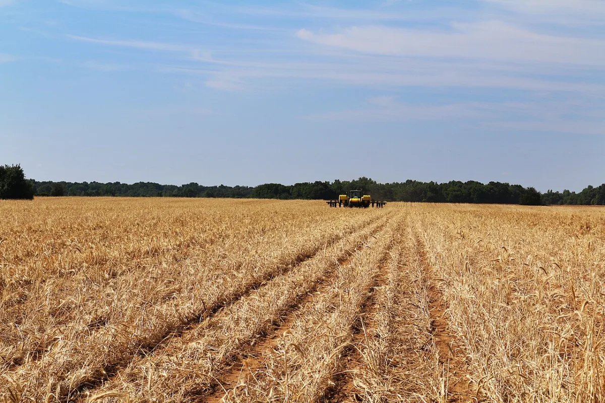 Economic importance and agricultural practices for bean cultivation